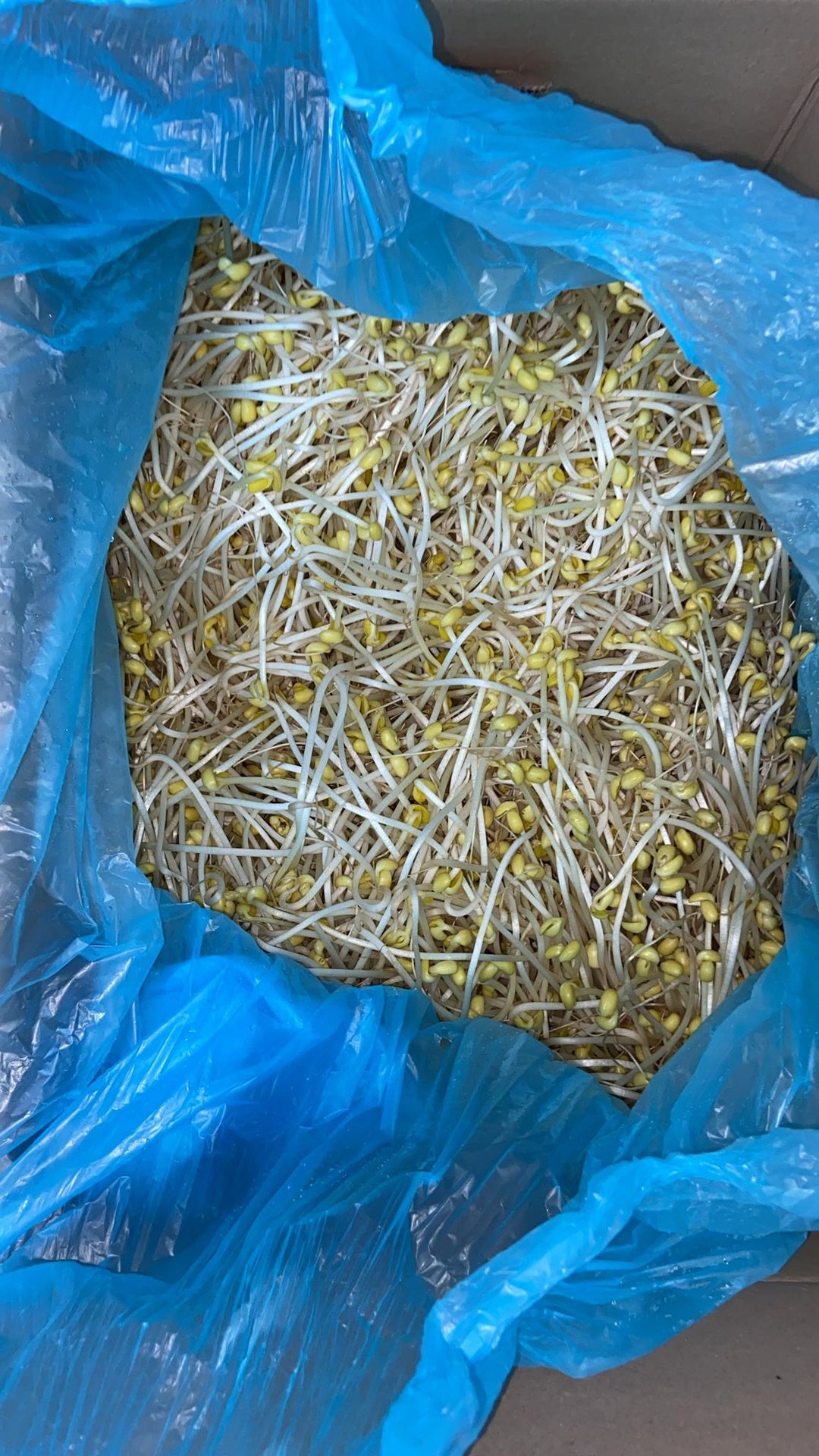 Mầm đậu nành