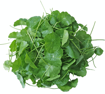 Rau má nước ngọt Rau ma 1x100g