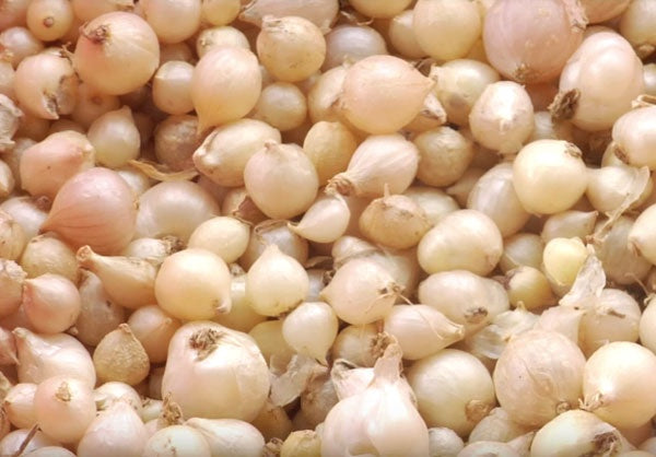 Củ Tươi Nén Củ Hành -Hẹ 200g x 1