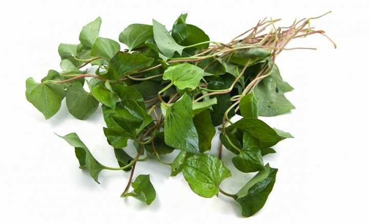 Cá Tươi Bạc Hà 越南魚腥草 Rau Diệp Ca (Đập Cá) 100g x1