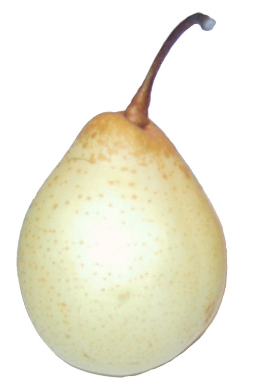 Lê Trung Quốc (Ya-Pear) 鴨梨 1 quả x1