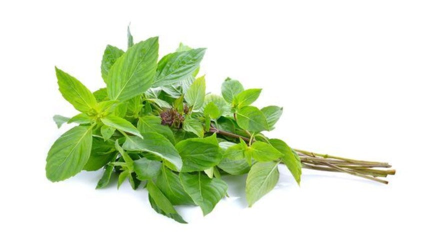 BJ Fresh Sweet Basil 新鮮泰國甜羅勒 Rau Hung Que Thai 1x100g