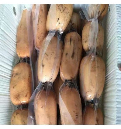 Củ sen tươi 蓮藕 (cu sen)