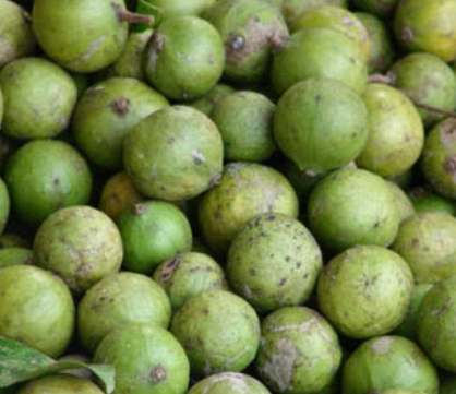 13500 Trái Rồng Tươi Trai Sáu Tươi VN/kg