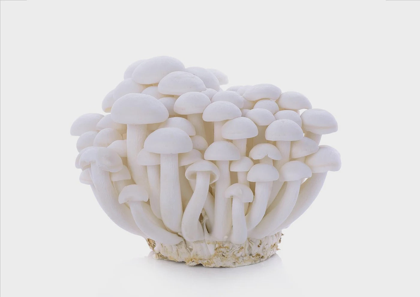 Fresh Shimeji White Mushroom 蟹味菇 白Nam Shimeji Trang 150g x1