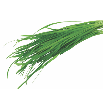 Lá hẹ tươi 韮菜 Lá Hẹ 100g x 1