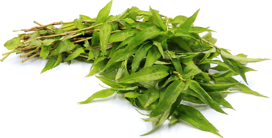 Rau mùi tươi Việt Nam (Praewleaf ) Rau Ram 1x100g