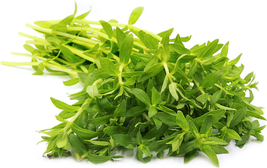 Thảo mộc lúa lá Kayang tươi, Pak Ka Yang, Rau Ngô Om ( rau ngo) 1x100g