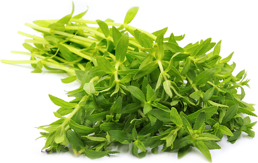 新鮮 Kayang 葉稻田香草、Pak Ka Yang、Rau Ngo Om ( rau ngo) 1x100g