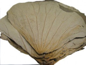 Lá sen 荷葉 La Sen Kho 454g x1