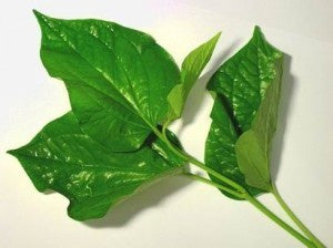 Lá Bai Cha Plu tươi 羅 洛 胡 椒 Lá lô (lá Patel) 1x100g
