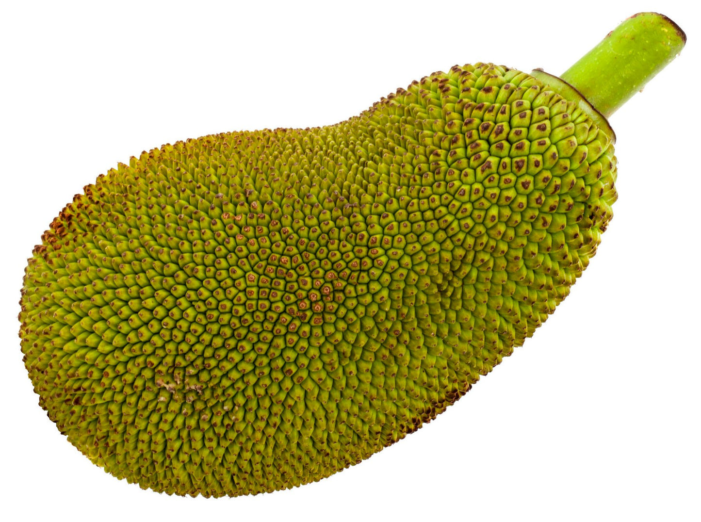Fresh whole Jackfruit Whole 新鮮原隻菠萝蜜 Mit Thai 100g