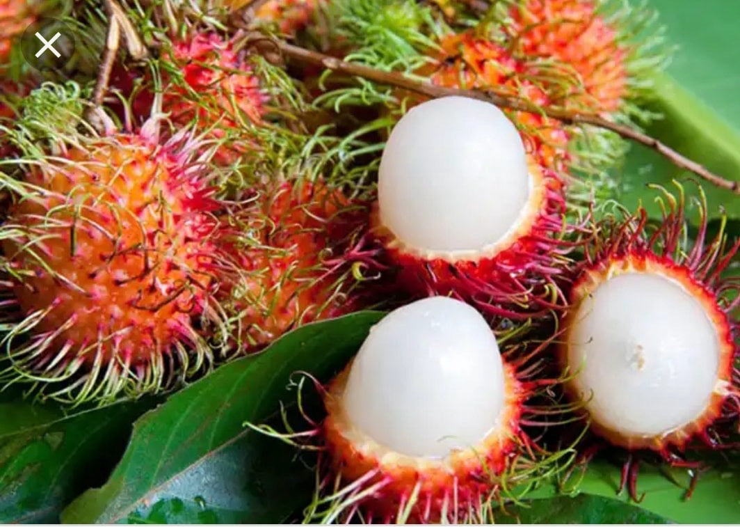 36909 Chôm chôm tươi 新鮮泰國红毛丹 Trai Chom chom tươi 1x500g