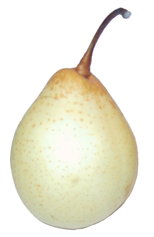 Chinese Pear (Ya-Pear) 鴨梨 1 pc x1