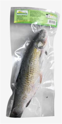 00566 Kim Son 整隻鯪魚 鯪魚Ca Tram Co Nguyen Con 1pc