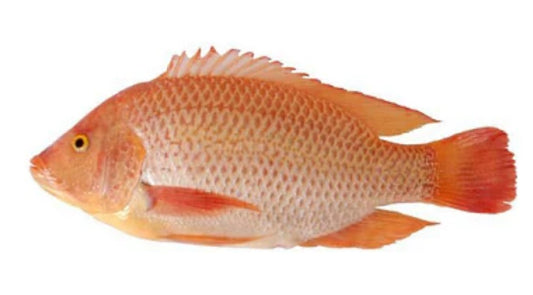 Kim Son Whole Cleaned Red Tilapia 整條清理乾淨的紅羅非魚 Ca Ro Phi 500-800 g x 1