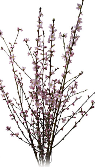 11069 Peach Blossom  Canh dao 1 Pack over side