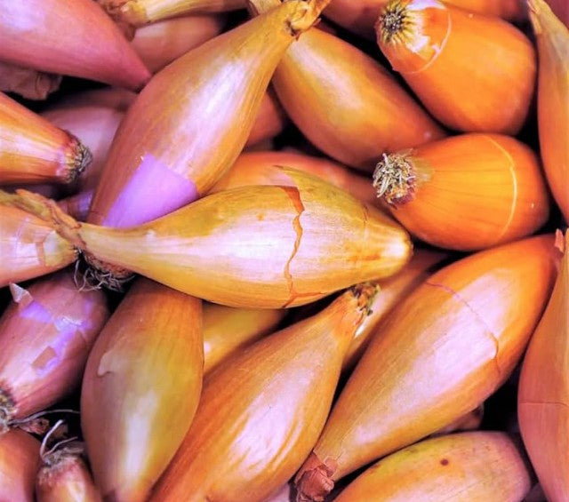 Fresh Banana Shallot  新鮮蕉形紅蔥頭 4kg x 1