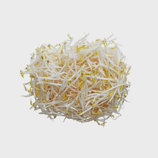 Bean sprout芽菜 ( gia do ) 4kg x 1